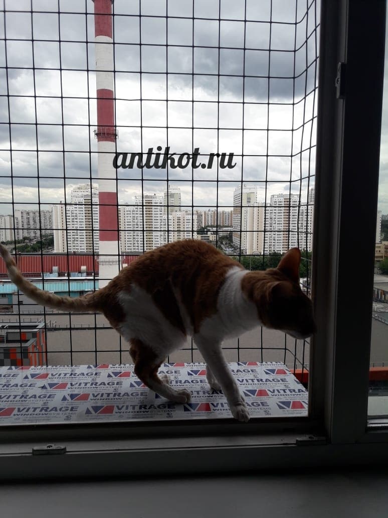 Выгул на окно для котов - Antikot.ru