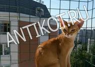 Сетка антикошка на деревянные окна в Москве - AntiKot.ru