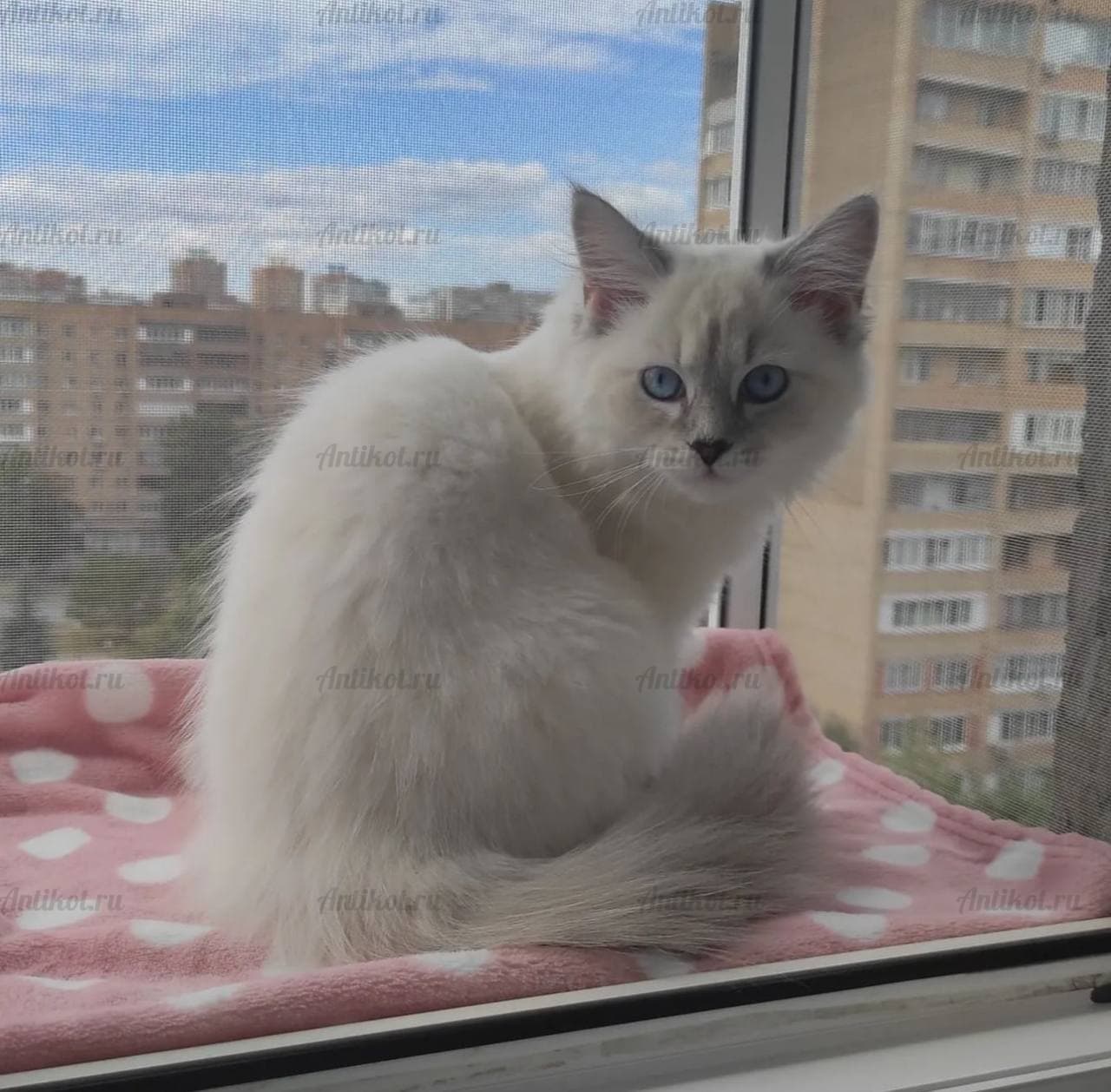 Выгул из нержавеющей стали на окно для кошек